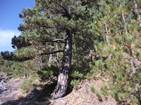 rrente Quarantore-20110911 008